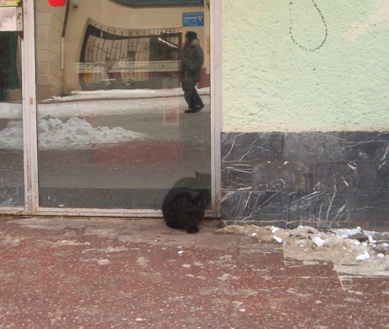 sopocki bezdomny kot