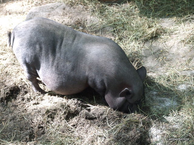 miniaturowa świnka