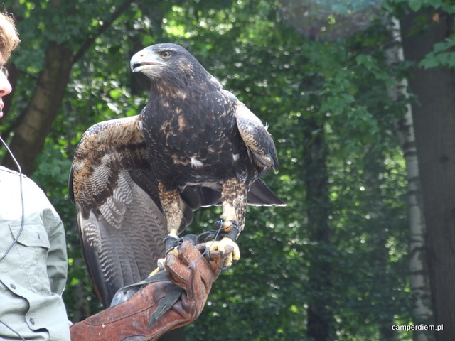 pokaz lotów ptaków drapieżnych w Ustroniu
