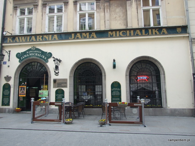 sowa w leśnym parku