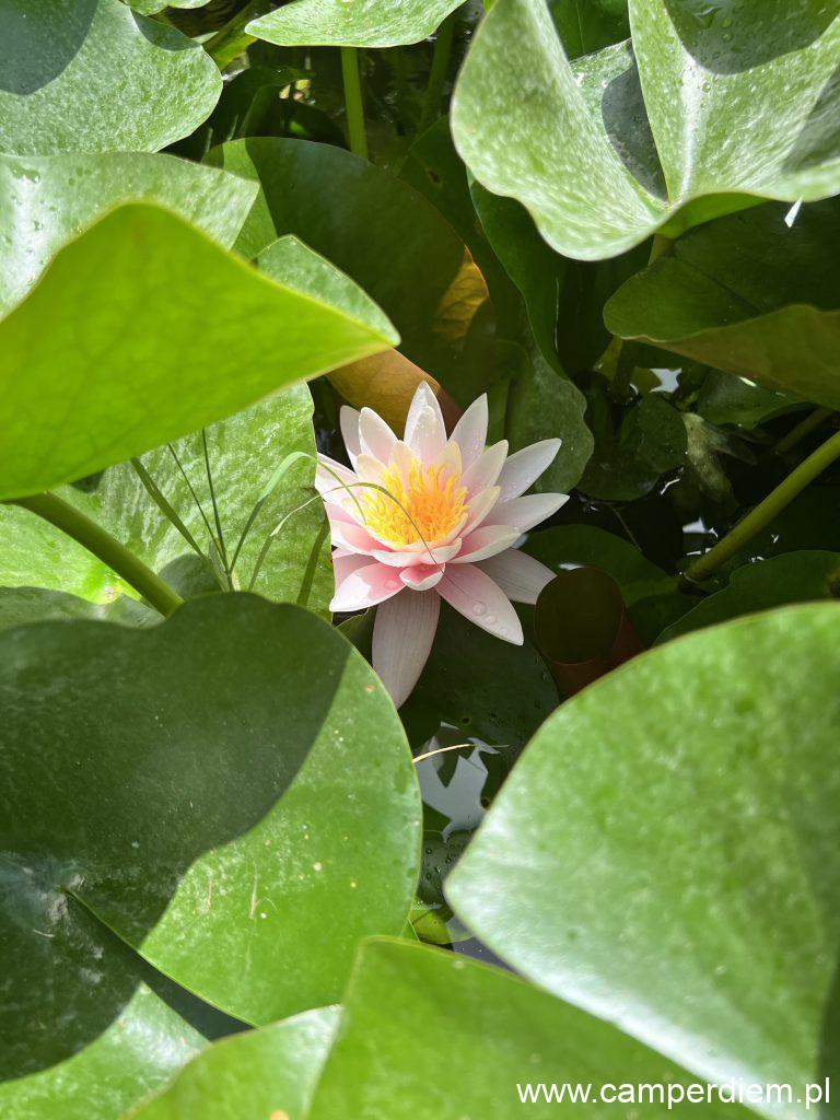 nenufar