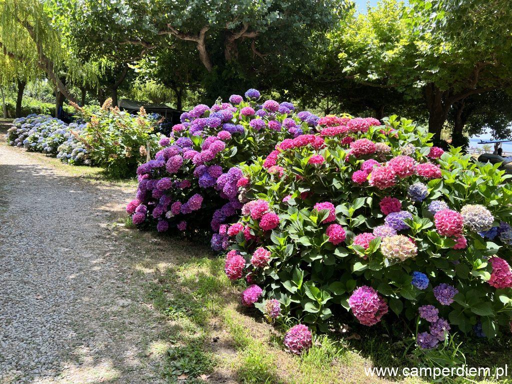 camping Blue International w Bolsena